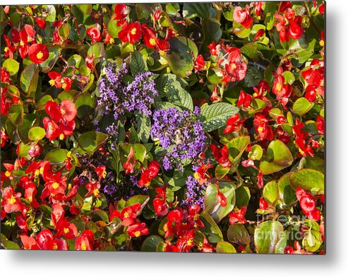 Yountville Napa Valley California Flower Flowers Leaves Bloom Blooms Plant Plants Red Purple Metal Print featuring the photograph Purple and Reds by Bob Phillips