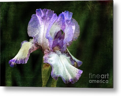 Purple And White Iris Metal Print featuring the photograph Purple and White Iris by Tamara Becker