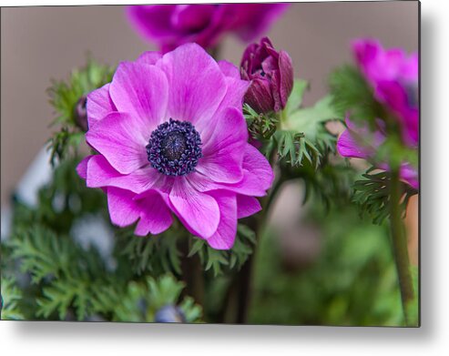 Flower Metal Print featuring the photograph Purple Anemone. Flowers of Holland by Jenny Rainbow