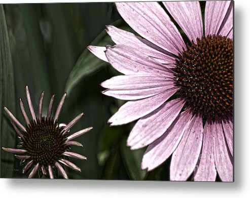 Purple Metal Print featuring the photograph Purple Coneflower Imperfection by Lesa Fine