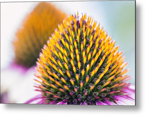 Purple Coneflower Metal Print featuring the photograph Purple Coneflower Visions by Bill and Linda Tiepelman
