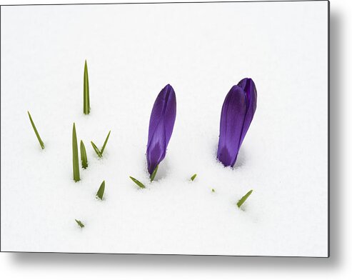 Crocus Metal Print featuring the photograph Purple crocus in the white snow - spring meets winter by Matthias Hauser