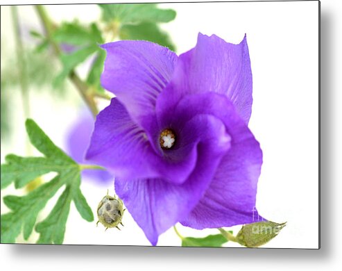 Blue Hibiscus Metal Print featuring the photograph Purple Delicacy by Deb Halloran