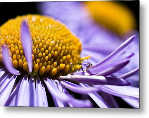 Aster Metal Print featuring the photograph Purple Drop by Priya Ghose