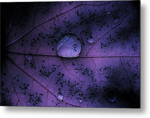 Purple Metal Print featuring the photograph Purple Leaf With Water Drop by Martin Hardman