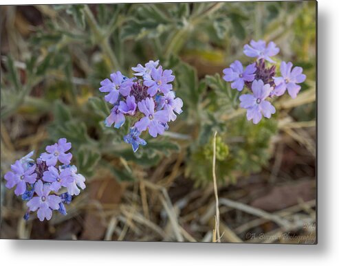 Mock Vervain Metal Print featuring the photograph Purple Mock Vervain Flowers by Aaron Burrows