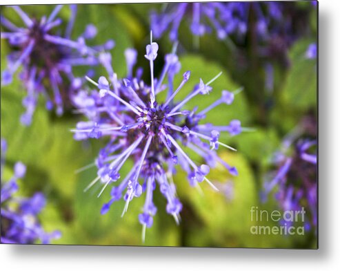 Flower Metal Print featuring the photograph Purple Star by Jennifer Ludlum