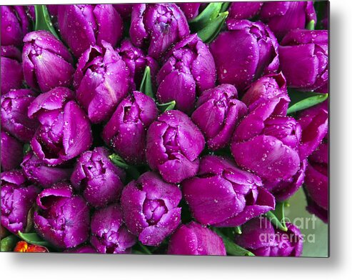 Flowers Metal Print featuring the photograph Purple Tulips by Timothy Hacker
