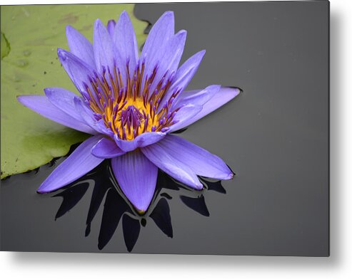 Chicago Botanic Gardens Metal Print featuring the photograph Purple Waterlily by Forest Floor Photography