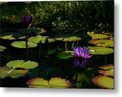 Water Lily Metal Print featuring the photograph Purplette by Doug Norkum