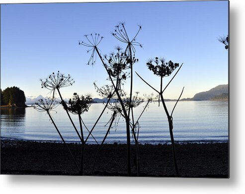 Plant Metal Print featuring the photograph Queen Anne's Lace by Cathy Mahnke