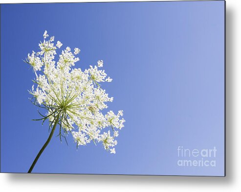 Queen Anne's Lace Metal Print featuring the photograph Queen Anne's Lace by Patty Colabuono