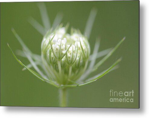 Wildflower Metal Print featuring the photograph Queen Ann's Lace Bud by Amy Porter