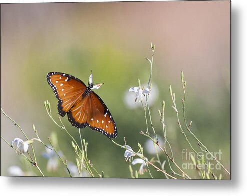 Butterfly Metal Print featuring the photograph Queen butterfly in morning light by Ruth Jolly