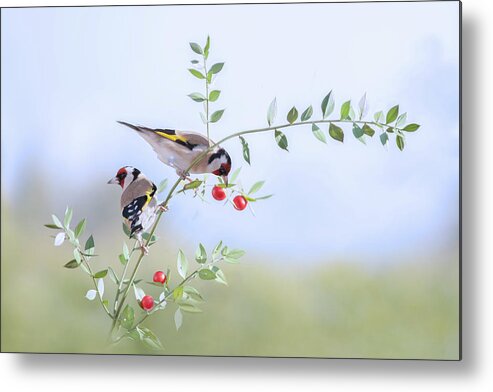 Goldfinches Metal Print featuring the photograph Questioning by Martine Benezech