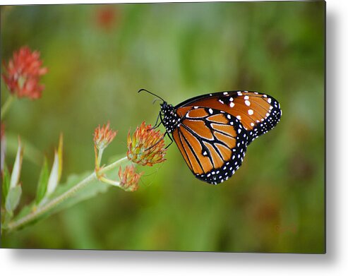 :penny Lisowski Metal Print featuring the photograph Quick Pose by Penny Lisowski