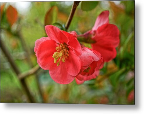 Bokeh Metal Print featuring the photograph Quince Intimately by Ronda Broatch