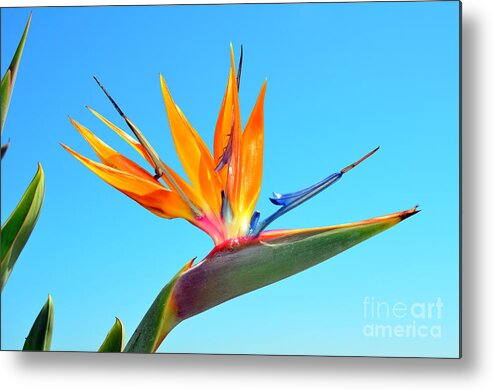 Bird Of Paradise Metal Print featuring the photograph Radiant Bird in the Sky by Debra Thompson