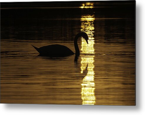 Swan Metal Print featuring the photograph Radiant Nourishment by Craig Szymanski