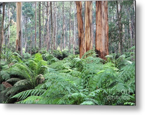 Rain Forest Metal Print featuring the photograph Rain Forests A C by Peter Kneen