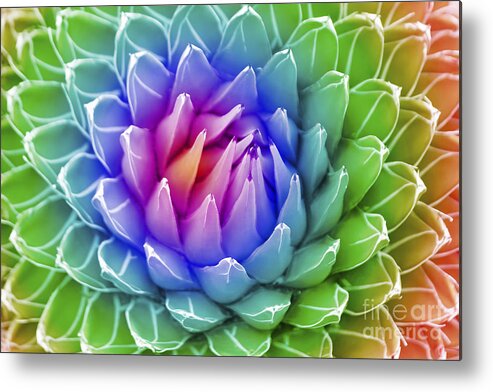 Queen Victoria's Agave Metal Print featuring the photograph Rainbow Agave by Diane Macdonald
