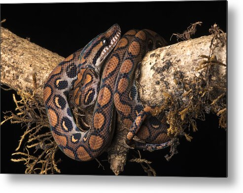 Pete Oxford Metal Print featuring the photograph Rainbow Boa Juvenile by Pete Oxford