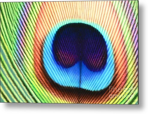 Rainbow Metal Print featuring the photograph Rainbow Explosion by Cindy Manero