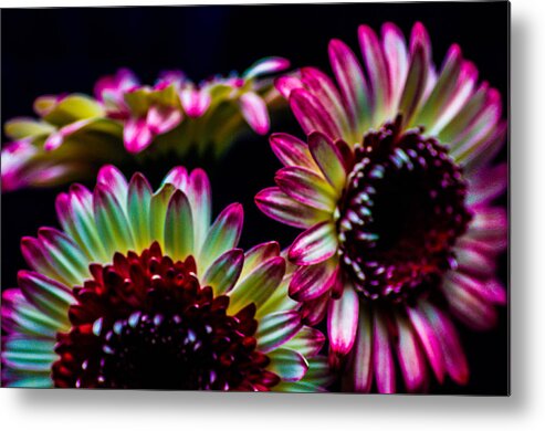  Metal Print featuring the photograph Rainbow Sunflowers by Gerald Kloss