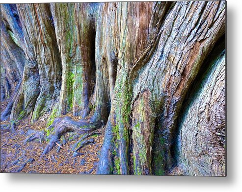 Tree Metal Print featuring the photograph Rainbow Tree by Norma Brock