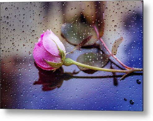 Rose Metal Print featuring the photograph Raindrops And The Rose by Cathy Kovarik