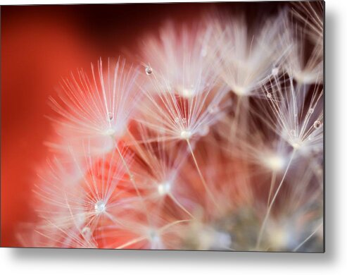 Raindrops Metal Print featuring the photograph Raindrops on Dandelion Red by Marianna Mills
