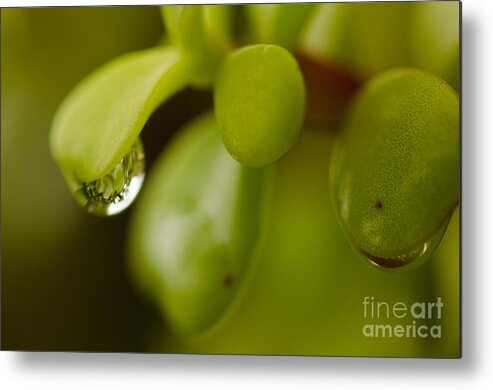 Raindrop Metal Print featuring the photograph Raindrops V by Tamara Becker