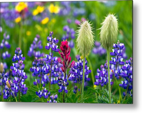 Alpine Metal Print featuring the photograph Rainier Wildflowers by Michael Russell