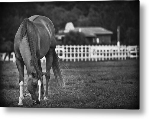 Ranch Metal Print featuring the photograph Ranch Horse by Bradley R Youngberg