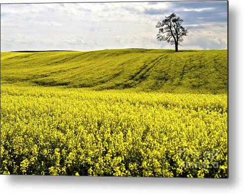 Heiko Metal Print featuring the photograph Rape landscape with lonely tree by Heiko Koehrer-Wagner