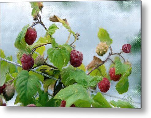 Agriculture Metal Print featuring the digital art Raspberries on a fence by Debra Baldwin
