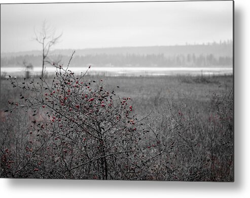 Rose Hip Metal Print featuring the photograph Rathtrevor Rose Hip Red by Roxy Hurtubise