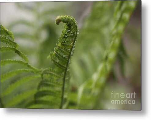 Fern Metal Print featuring the photograph Reach for the Top II by Margaret Sarah Pardy