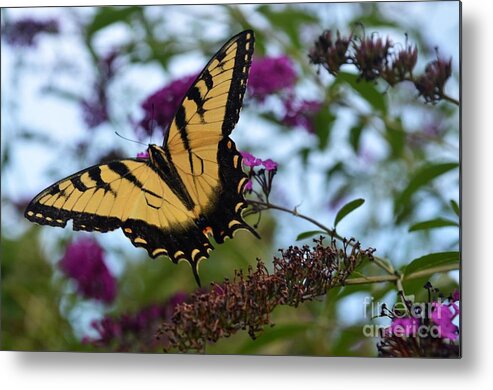 Butterfly Metal Print featuring the photograph Ready For Take Off by Judy Wolinsky