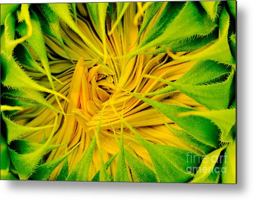 Oregon Metal Print featuring the photograph Ready To Explode by Nick Boren