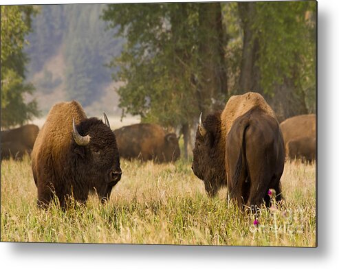 Animal Metal Print featuring the photograph Ready to Fight by Teresa Zieba