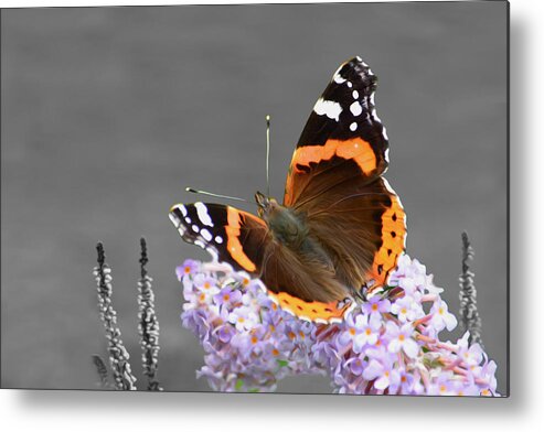 Butterfly Metal Print featuring the photograph Red Admiral Butterfly by Veli Bariskan