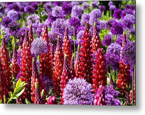 Blooms Metal Print featuring the photograph Red and Purple #2 by Gerry Walden