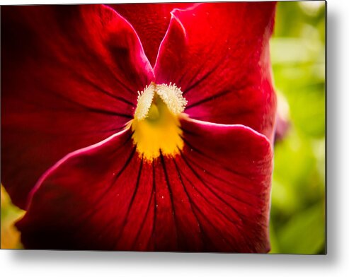 Jay Stockhaus Metal Print featuring the photograph Red and Yellow by Jay Stockhaus