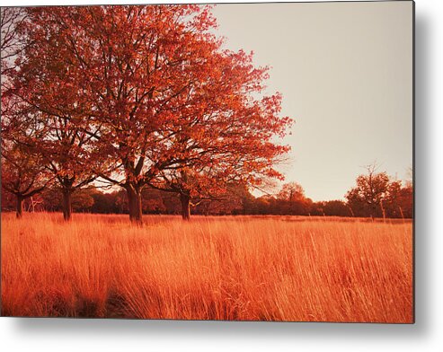 Autumn Metal Print featuring the photograph Red Autumn by Violet Gray