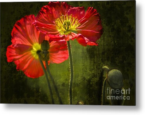 Poppy Metal Print featuring the photograph Red Beauties in the Field by Heiko Koehrer-Wagner