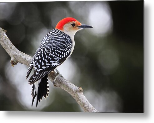 Bird Photography Metal Print featuring the photograph Red-bellied Woodpecker by Gary Hall