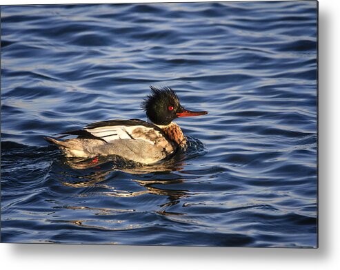Burlington Metal Print featuring the photograph Red-breasted Merganser by Gary Hall