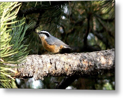 Colorado Metal Print featuring the photograph Red-breasted Nuthatch in Pine Tree by Marilyn Burton