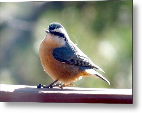 Colorado Metal Print featuring the photograph Red-breasted Nuthatch by Marilyn Burton